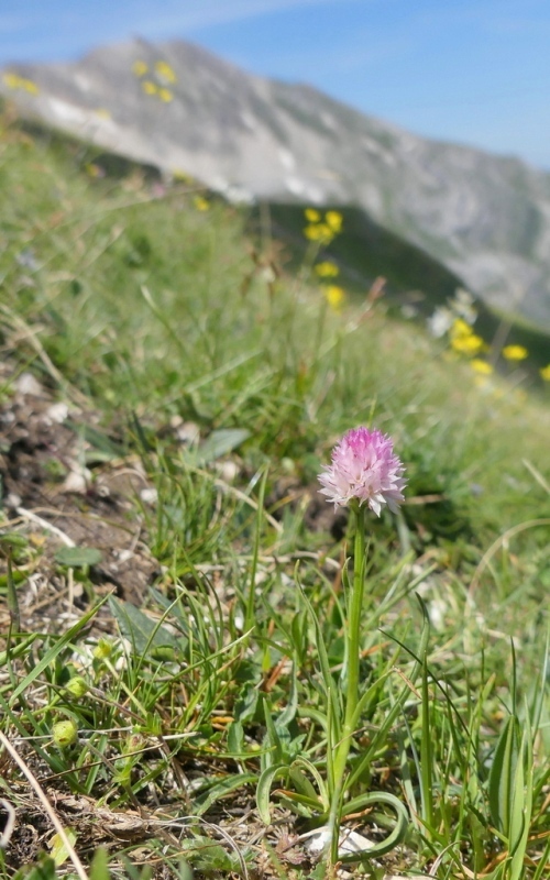 La Nigritella widderi nel Gran Sasso dItalia  luglio 2021.